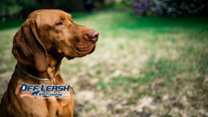 Lose Focus: Why Dogs Lose Focus Around Smells