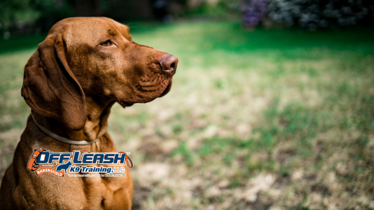 Lose Focus: Why Dogs Lose Focus Around Smells