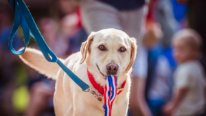 
Public Manners: Why Dogs Need Better Public Manners