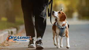 Calm Walking: How Dogs Learn Calm Walking Behavior