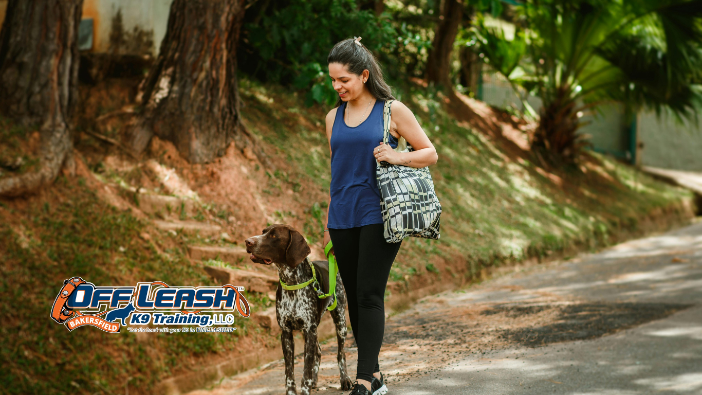 Calm Walking: How Dogs Learn Calm Walking Behavior