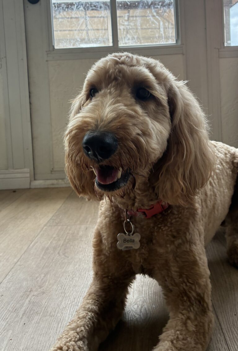 Bella | Golden Doodle | Bakersfield, CA