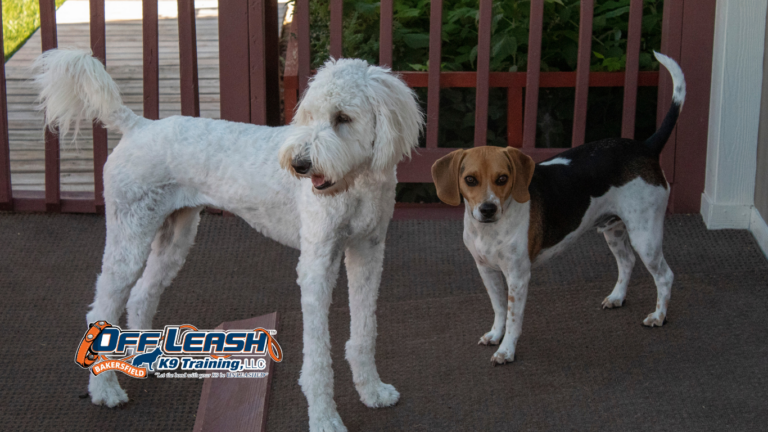 Calm Exposure: Why Dogs Need Calm Exposure to Distractions