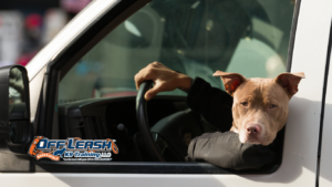 Calm Exposure: Why Dogs Need Calm Exposure to Distractions
