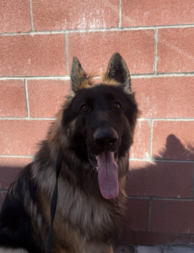 Tucker | German Shepherd | Bakersfield, CA