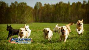 Dog Zoomies Explained: Why Your Dog Runs Indoors