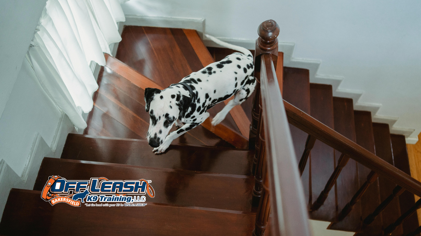 Dog Zoomies Explained: Why Your Dog Runs Indoors