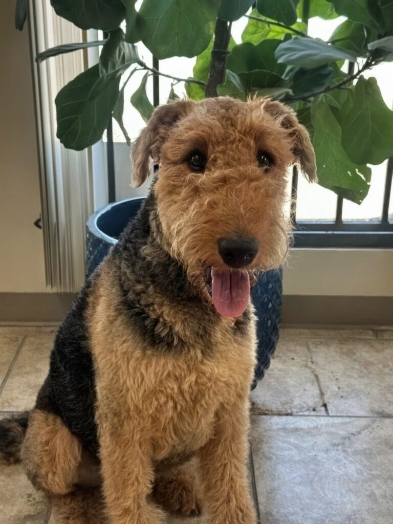 Maximus | Airedale Terrier | Bakersfield, CA