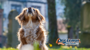 Lose Attention: Why Dogs Lose Attention So Quickly