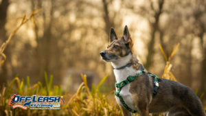 Lose Attention: Why Dogs Lose Attention So Quickly
