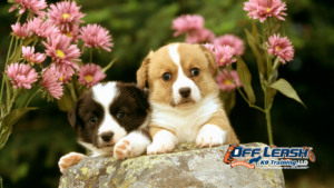 Puppies Need Better Impulse Control
