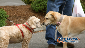 Understanding Excitement When Dogs Meet New Dogs