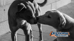 Understanding Excitement When Dogs Meet New Dogs
