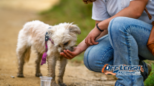 Why Dogs Become Defensive During Walks