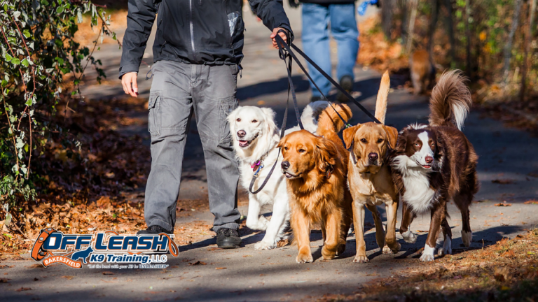 Why Dogs Become Defensive During Walks