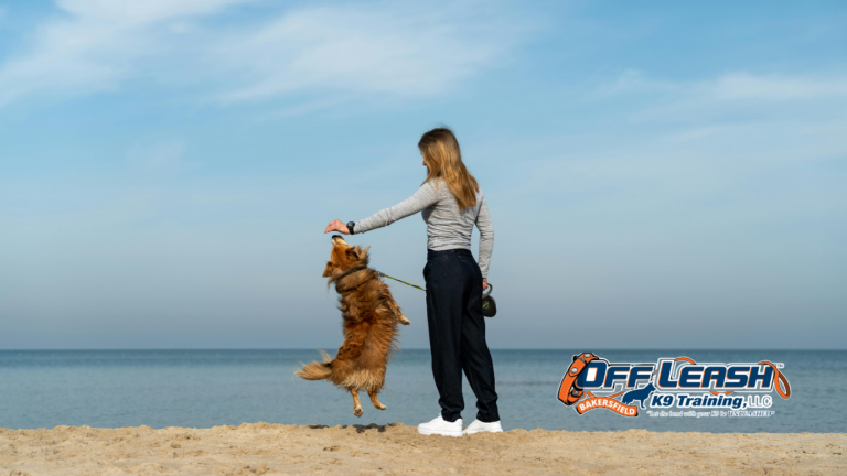 Engagement With Owners: Why Dogs Need Better Connection and Focus