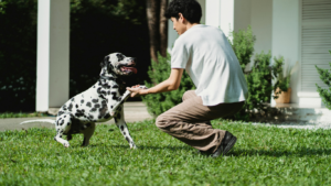 Daily Training: Why Dogs Benefit From Daily Training