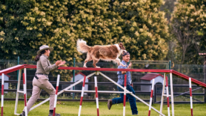 Daily Training: Why Dogs Benefit From Daily Training