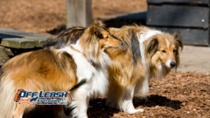 Need Rules: Why Dogs Need Rules They Can Understand