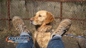 Need Rules: Why Dogs Need Rules They Can Understand
