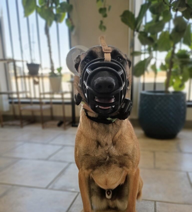Mac | Belgium Malinois | Bakersfield, CA