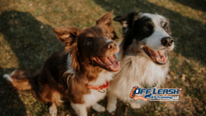 Inconsistent Rules: Can Inconsistent Rules Confuse Dogs?