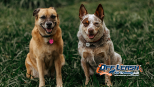Inconsistent Rules: Can Inconsistent Rules Confuse Dogs?