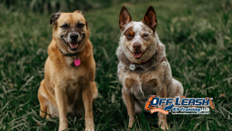 Inconsistent Rules: Can Inconsistent Rules Confuse Dogs?