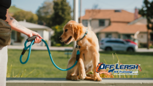 Expectations: How Clear Communication Improves Dog Training