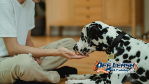 Expectations: How Clear Communication Improves Dog Training