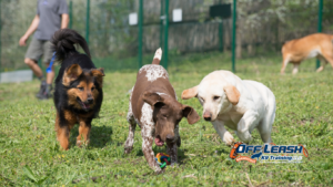 Chase Running Children: Why Does My Dog Chase Running Children?