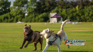 Frustration Tolerance: Why Dogs Need Frustration Tolerance