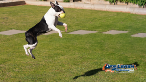 Struggle Around Guests: Why Puppies Struggle Around Guests