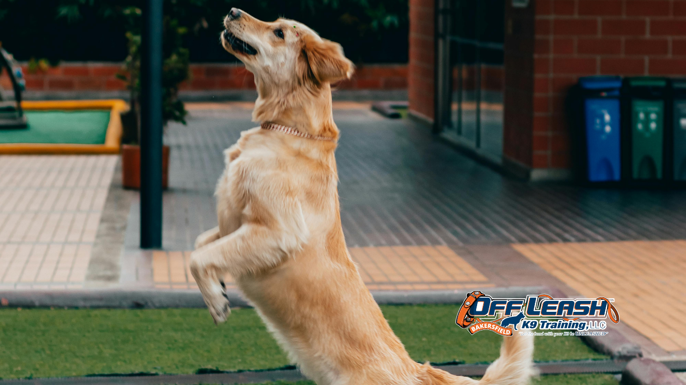 Struggle Around Guests: Why Puppies Struggle Around Guests