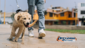 Anxiety Cause Leash Pulling: Can Anxiety Cause Leash Pulling?