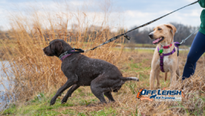 Anxiety Cause Leash Pulling: Can Anxiety Cause Leash Pulling?