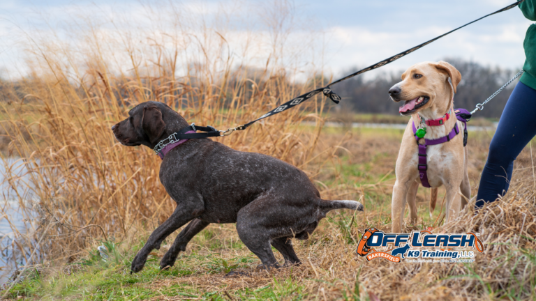 Anxiety Cause Leash Pulling: Can Anxiety Cause Leash Pulling?