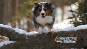 Overcome: Can Older Dogs Overcome Anxiety?