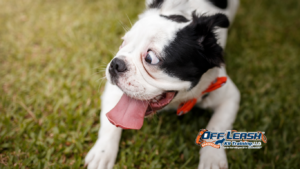 Scares My Dog: Should I Avoid Everything That Scares My Dog?