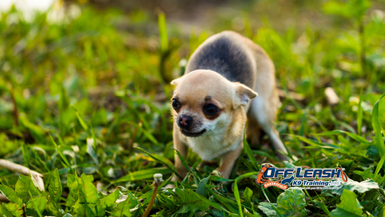 Scares My Dog: Should I Avoid Everything That Scares My Dog?