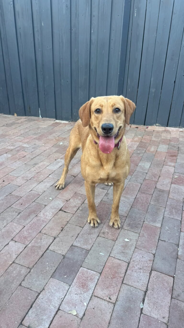 Dolly | Labrador | Woodland Hills, CA