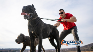 Protective of Their Owners: Why Dogs Become Protective of Their Owners