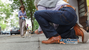 Better Greeting Manners: Why Dogs Need Better Greeting Manners