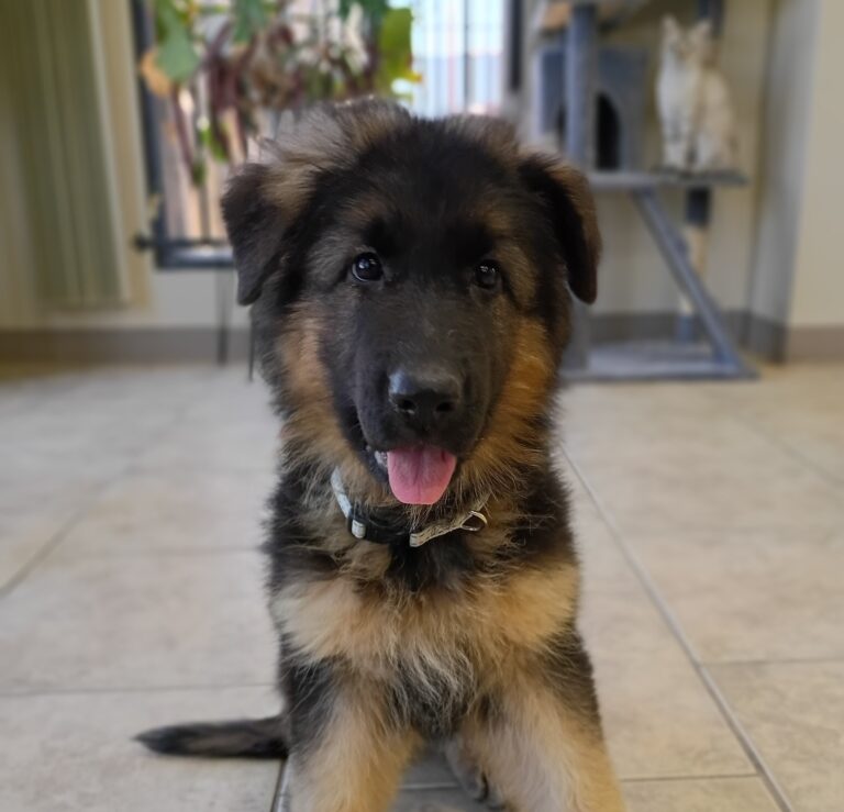 Lotte | German Shepherd | Santa Clarita, CA