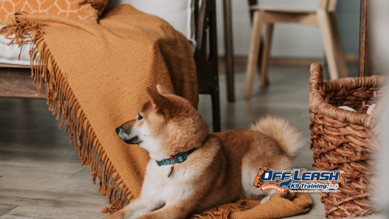 Pace Around the House: Why Dogs Pace Around the House