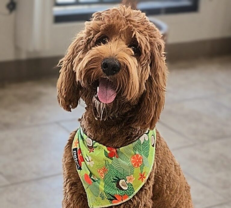 Penny | Golden doodle | Bakersfield, CA