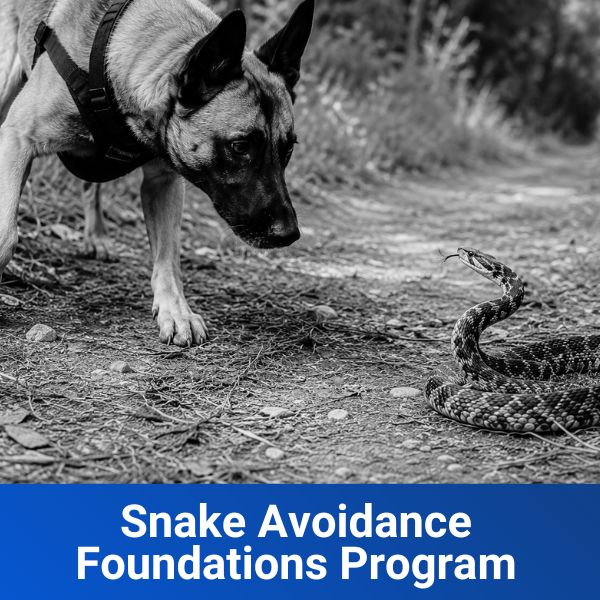 Snake Avoidance Foundations Program