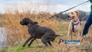 Pull More After Seeing Squirrels: Why Dogs Pull More After Seeing Squirrels