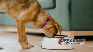 Ignore Food When They're Stressed: Why Dogs Ignore Food When They're Stressed