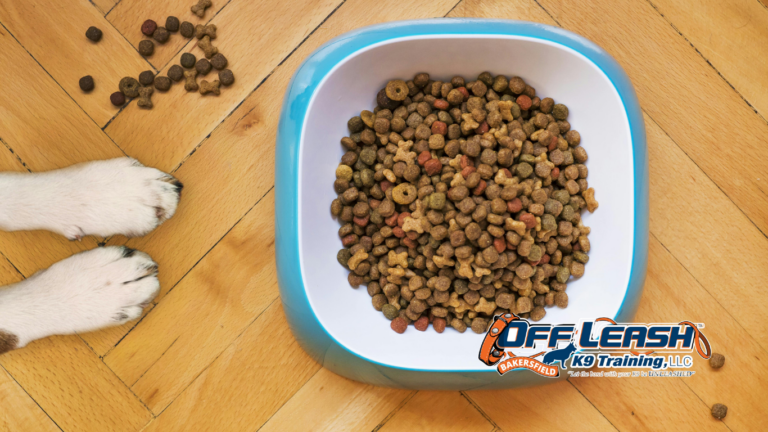 Ignore Food When They're Stressed: Why Dogs Ignore Food When They're Stressed